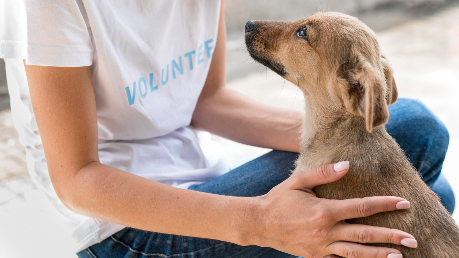 5 NGOs That Need Volunteers To Protect Furry Friends. Register Now!